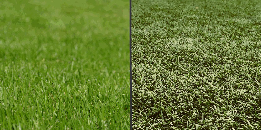 Artifical-grass-vs-real-grass