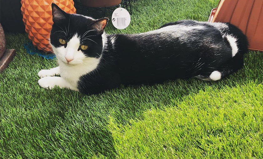 artificial-grass-for-pets-2